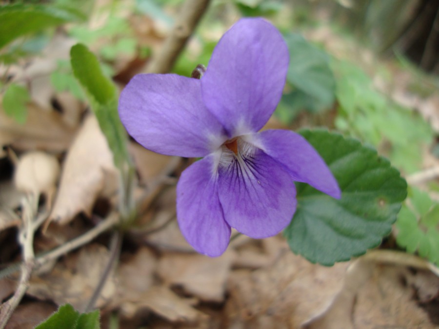 Viola alba Besser subsp. dehnhardtii
